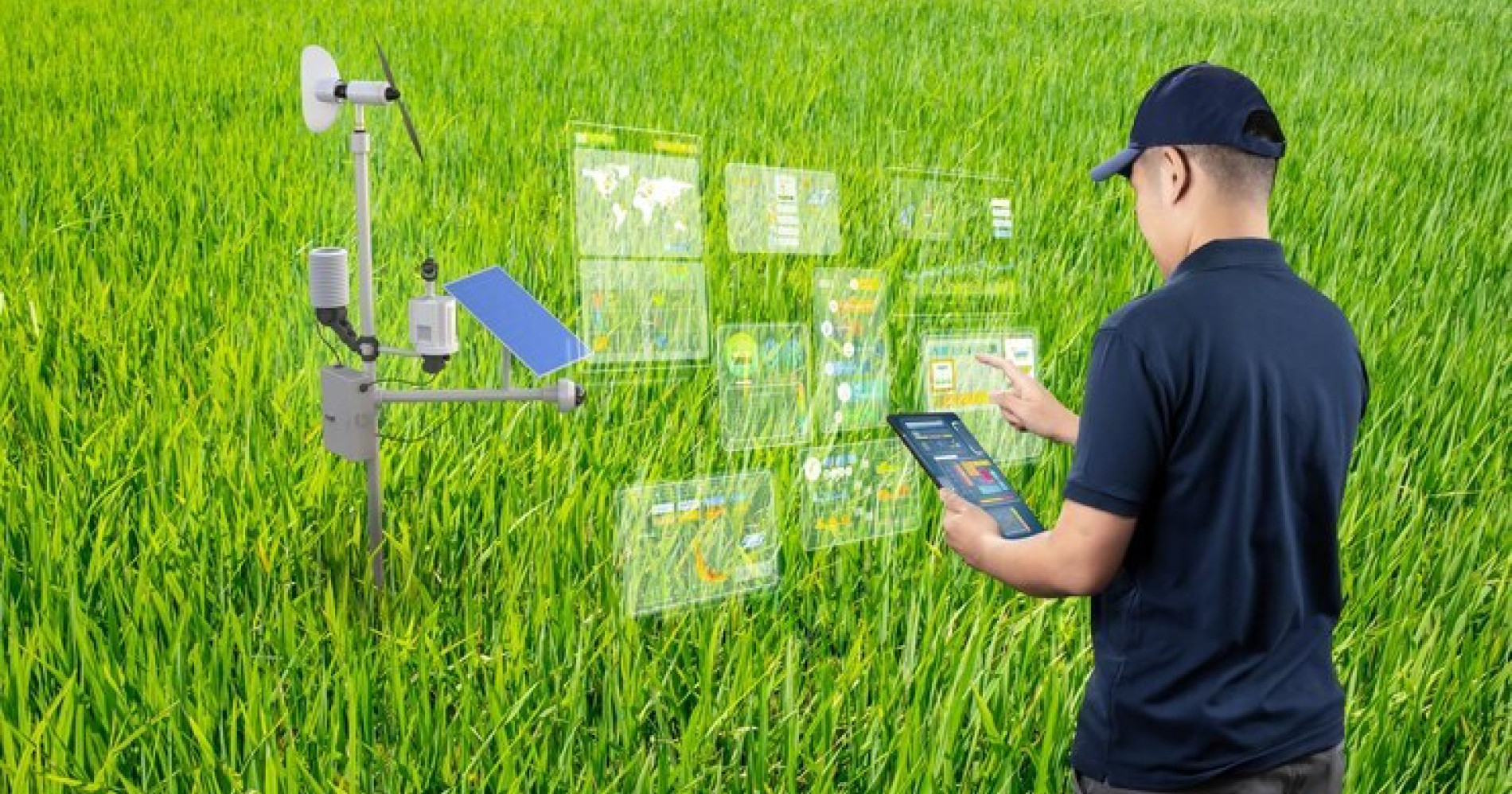 AI di Sawah, Beneran Bisa Gantikan Insting Petani Tua?