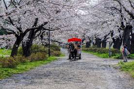 Pengalaman Melihat Bunga Sakura Mekar Di Jepang Untuk Pertama Kalinya